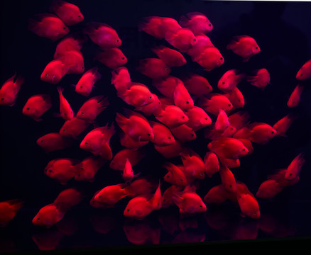 血鸚鵡魚