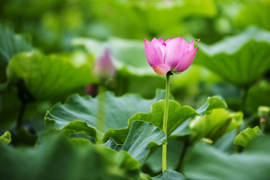 荷花