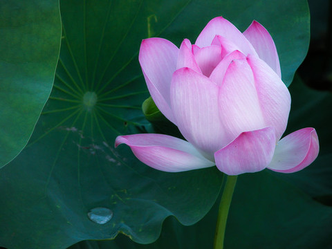 西湖荷花