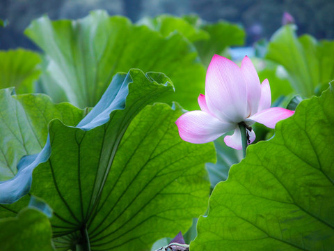 西湖荷花