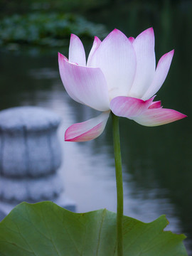 西湖荷花