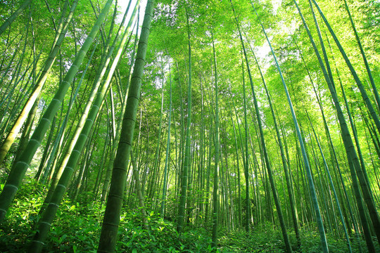 竹林