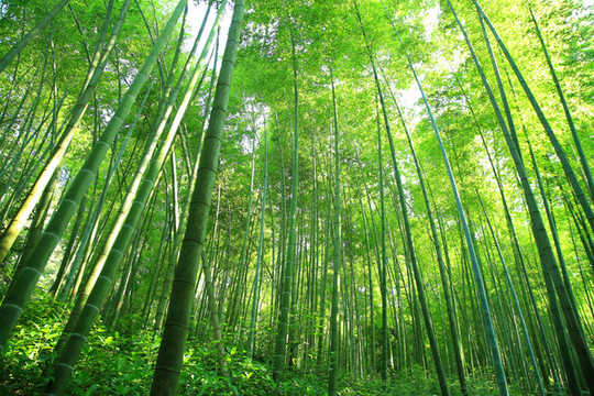 竹林