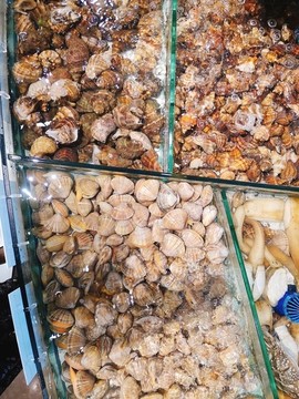 貝類(lèi)黃蜆子