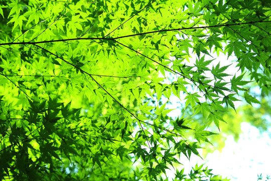 樹葉背景