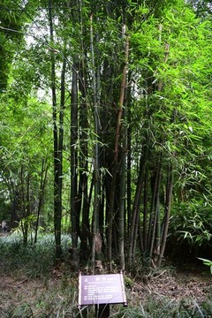 甲竹