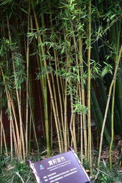 黃稈京竹