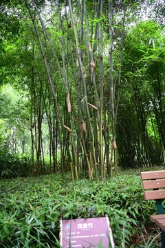 花皮竹