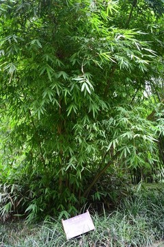 大琴絲竹
