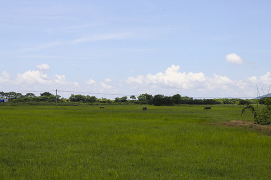 田野