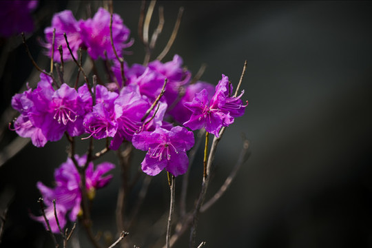 杜鵑花