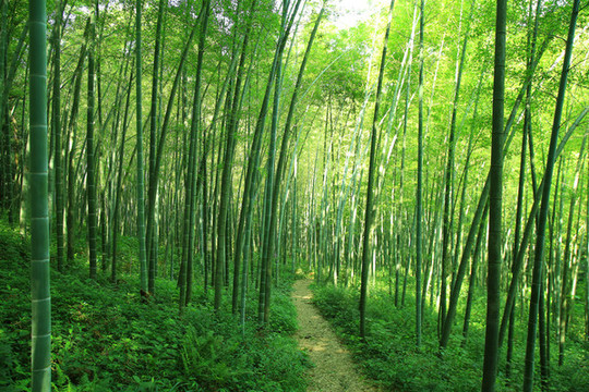 夏日竹林