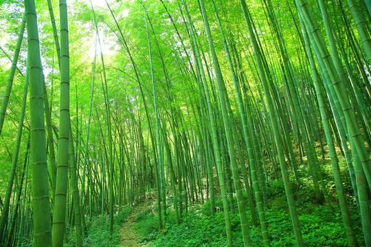 竹林