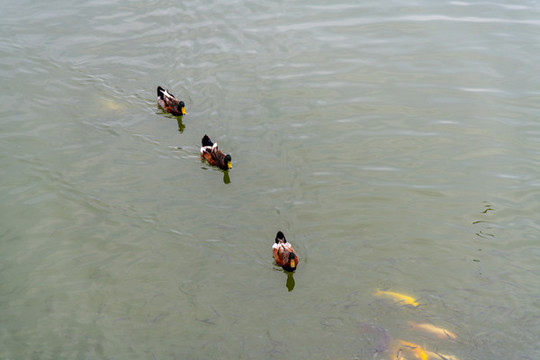 魚鴨戲水