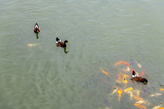 魚(yú)鴨戲水