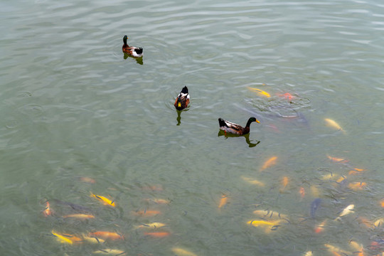 魚鴨戲水