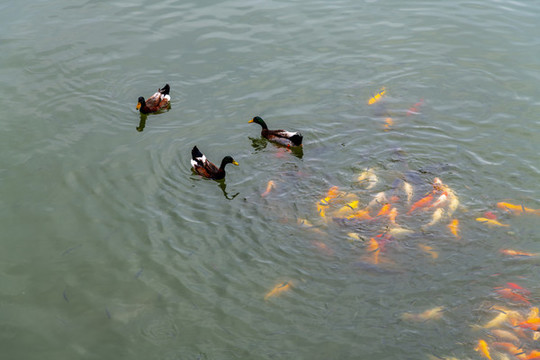 魚(yú)鴨戲水