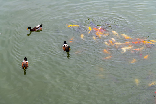 魚鴨戲水