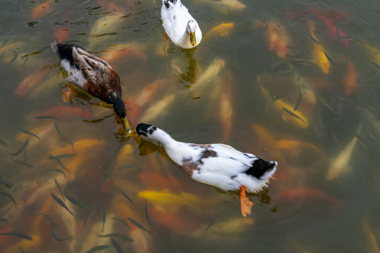 魚(yú)鴨戲水