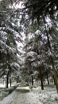 雪景樹林