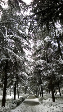 雪景樹林