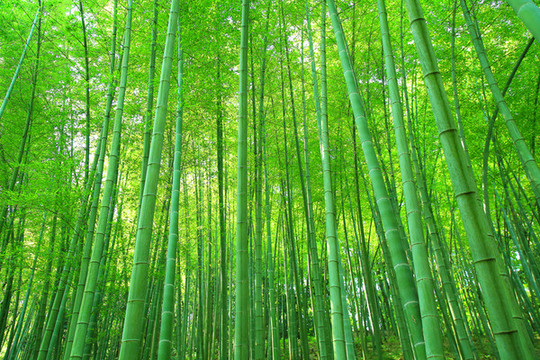 陽光竹林