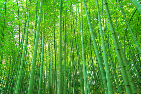 陽光竹林