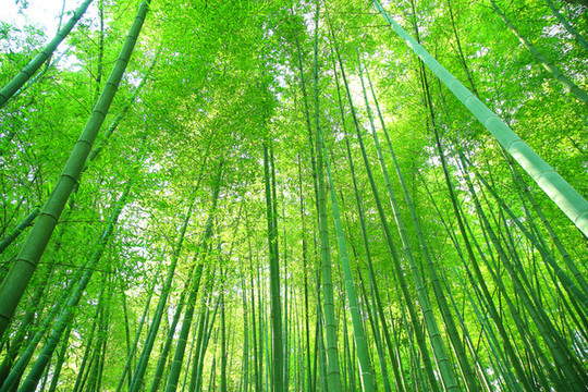 陽(yáng)光竹林