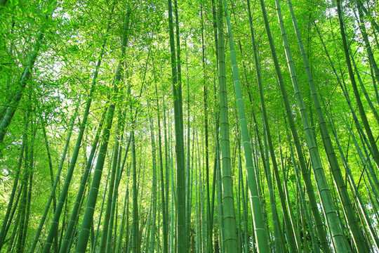 夢幻竹林