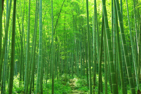 竹林