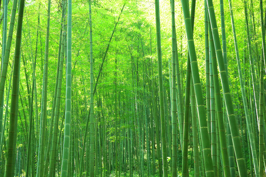竹林