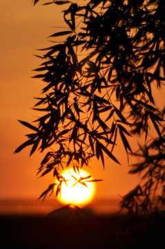 夕陽(yáng)