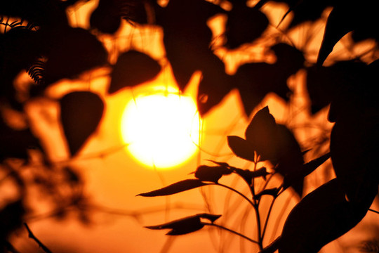 夕陽(yáng)