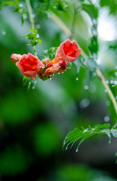 凌霄花