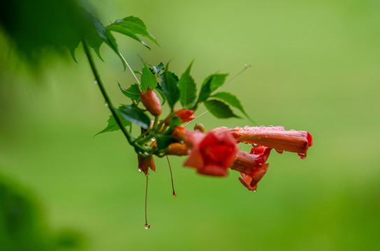 凌霄花