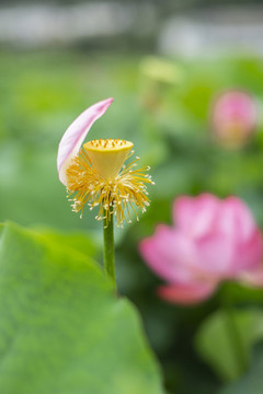 荷花