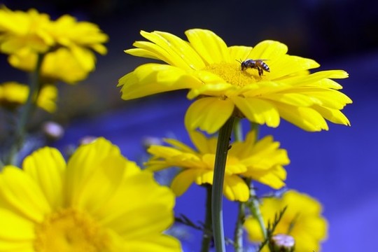 戀花