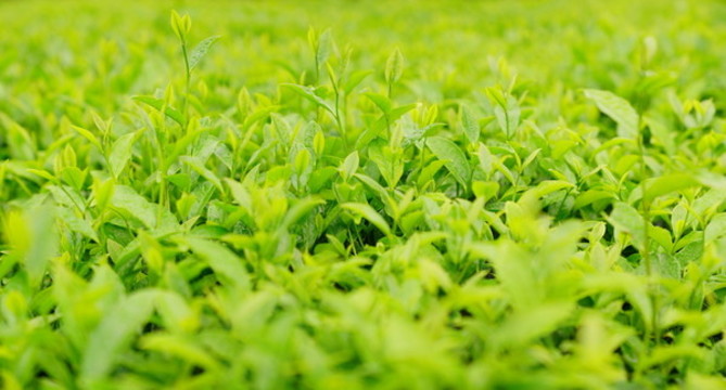 茶葉