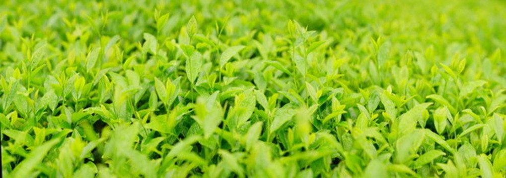 茶樹