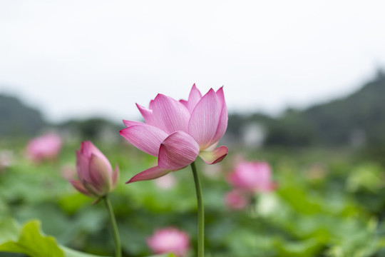 荷花