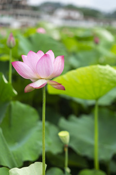 荷花