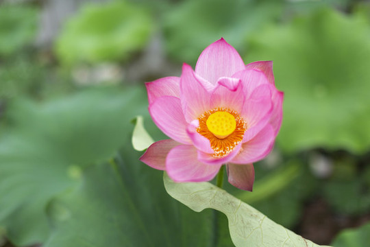 荷花