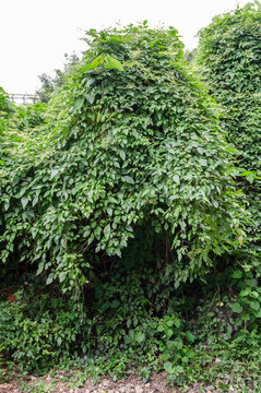 綠植墻