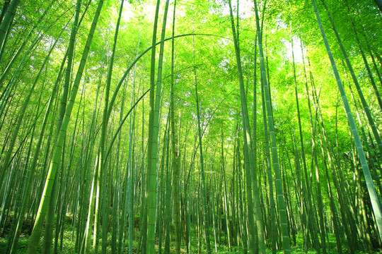 竹林