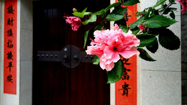 門前朱槿花