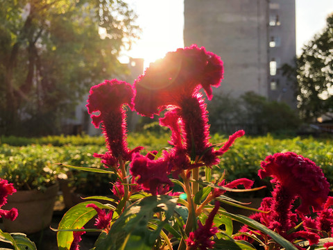 雞冠花
