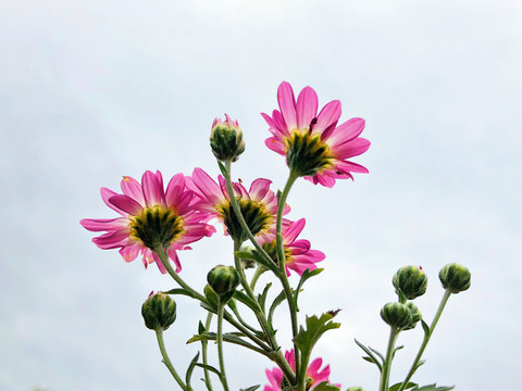 菊花