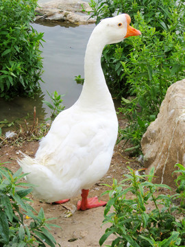 大白鵝