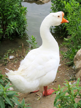 鵝