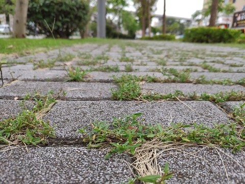 長草的石板小路